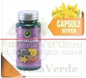 Antialcool 60 Capsule Hypericum Plant