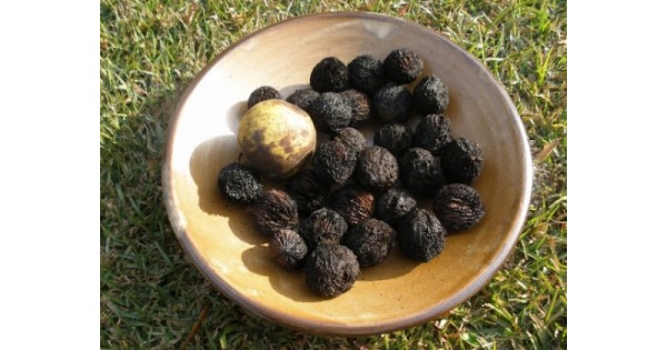 Puterea plantelor medicinale: Nuc negru (juglans nigra) – Eparhia Argeșului, Juglans nigra paraziți